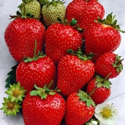 Fraise Ostara 10 plants