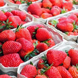 Fraise Portola 10 plants