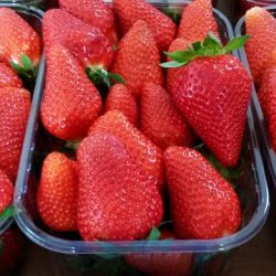 Fraise Sibilla 10 plants