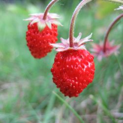 Fraise des bois Rugia 10 plants