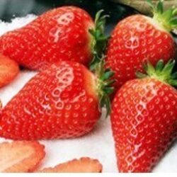 Fraise DARSELECT 10 plants