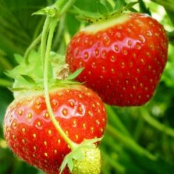 Fraise Elsanta – 10 plants