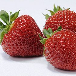 Fraise Polka – 10 plants