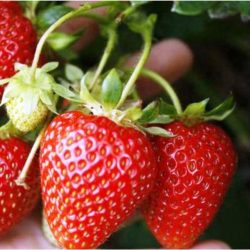 Fraise Korona 10 plants