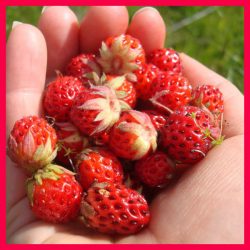 Fraise des bois Regina 10 plants