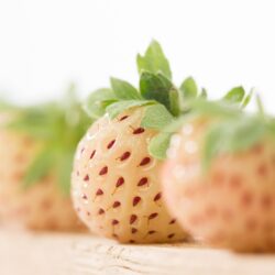 Fraise blanche - Pineberry 10 plantes