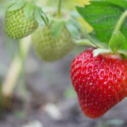 Fraise Mieze Schindler 10 plants