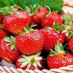 Fraise Dukat 10 plants