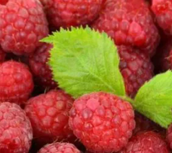 Framboise d'automne/tardive - semis en pot