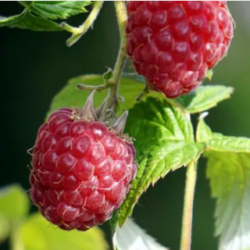 Framboise hâtive/été -1 plante racines nues (d’un an)