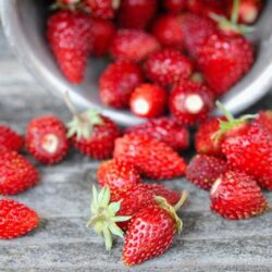 Fraise des bois Attila 10 plants