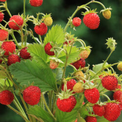 Fraise des bois Baron von solemacher 10 plants