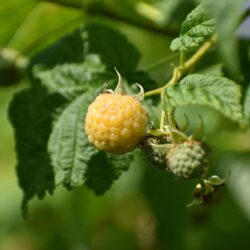 Framboise jaune – Golden Queen, 1 plante en pot (d'un an)