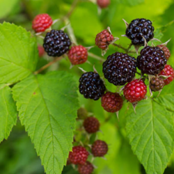 Framboise noire – Black Jewel, 1 plante en pot (d'un an)