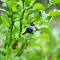 Myrtilles – myrtilles d'automne (variétés tardives) – 1 plant en pot