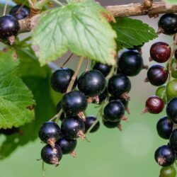 Cassis – 1 pièce, buisson, différentes variétés. Semis d’un an en pot