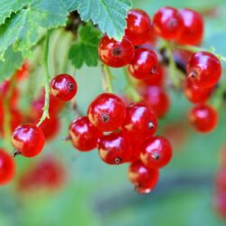 Groseille rouge – 1 pièce, buisson. Semis annuel en pot