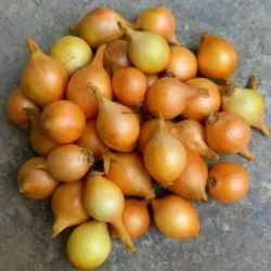 Oignons de printemps d'hiver à planter 250 g